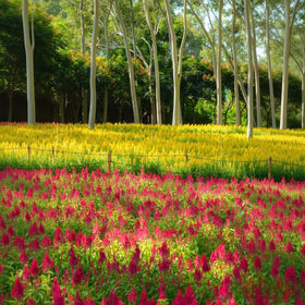 BuggyBeds Celosia blooms attract pollinators in pollinator-friendly spaces.