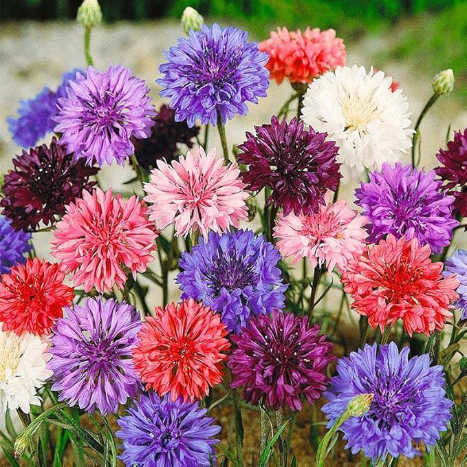 BuggyBeds compact cornflower blooms thrive in full sun