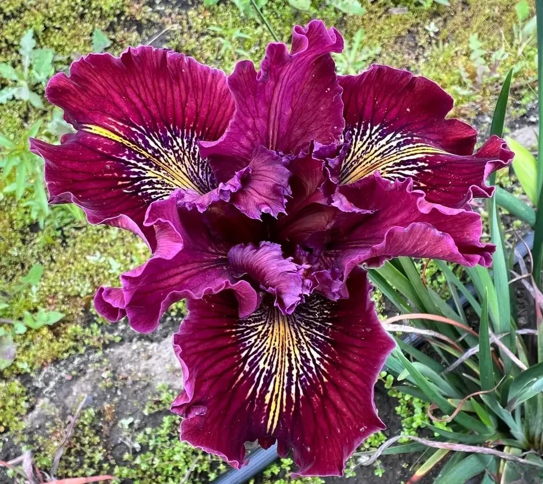 BuggyBeds pollinator-friendly iris attracting bees and butterflies to the bed.