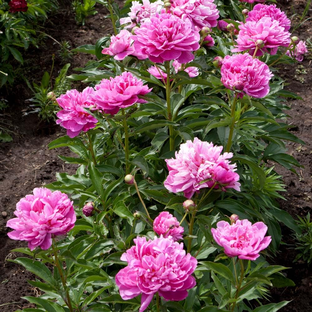 BuggyBeds pollinator-friendly peony attracts bees and butterflies.