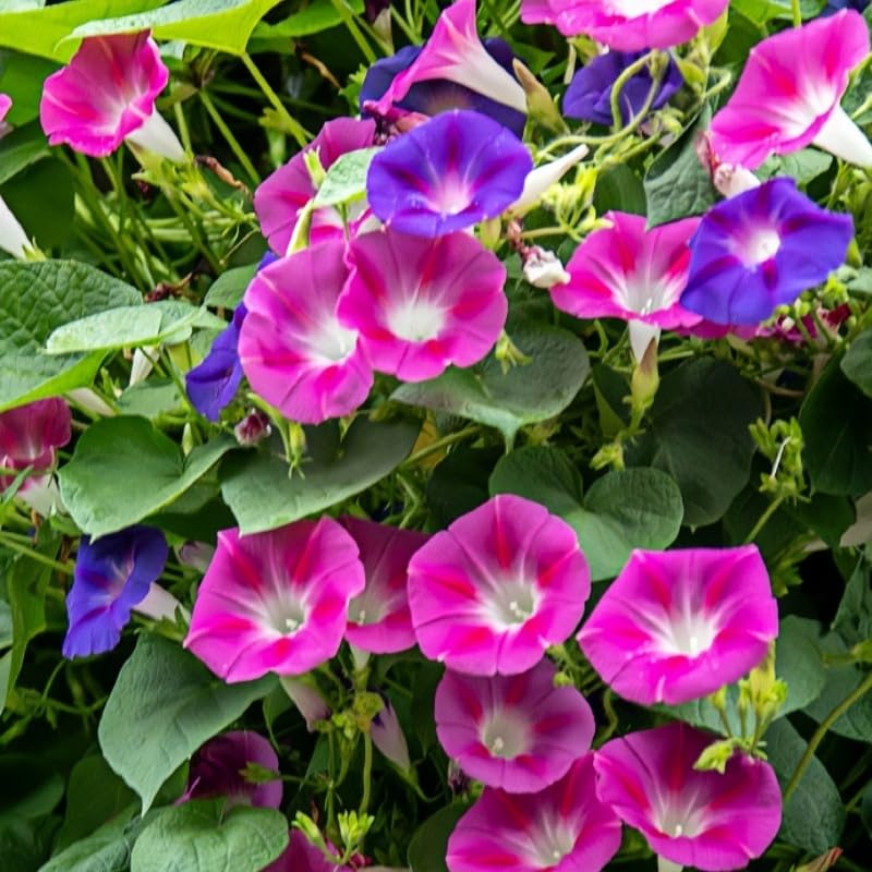 BuggyBeds Pollinator-Friendly Petunia attracts bees and butterflies in gardens.