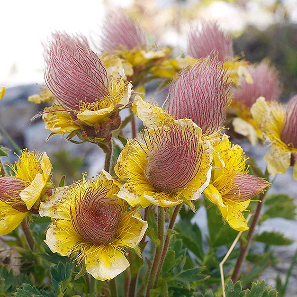 BuggyBeds Pollinator-friendly wildflower welcomes bees and butterflies alike