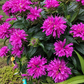 BuggyBeds Pollinator garden seeds create habitat for bees and butterflies