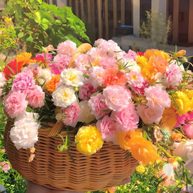 BuggyBeds Portulaca Moss Rose blooms add mixed colors for containers.