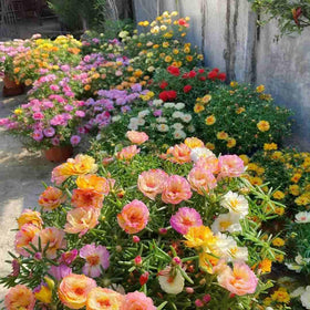 BuggyBeds Moss Rose in containers offers low-maintenance color.