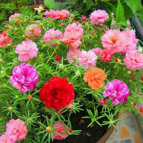 BuggyBeds landscape fillers provide heat-tolerant color between plants.