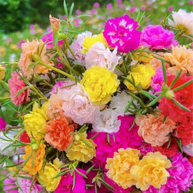 BuggyBeds Portulaca Moss Rose seeds pack creates a vibrant ground cover for hot, dry areas.