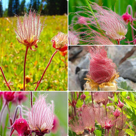 BuggyBeds Prairie Smoke seeds exhibit pink blooms to brighten naturalized gardens
