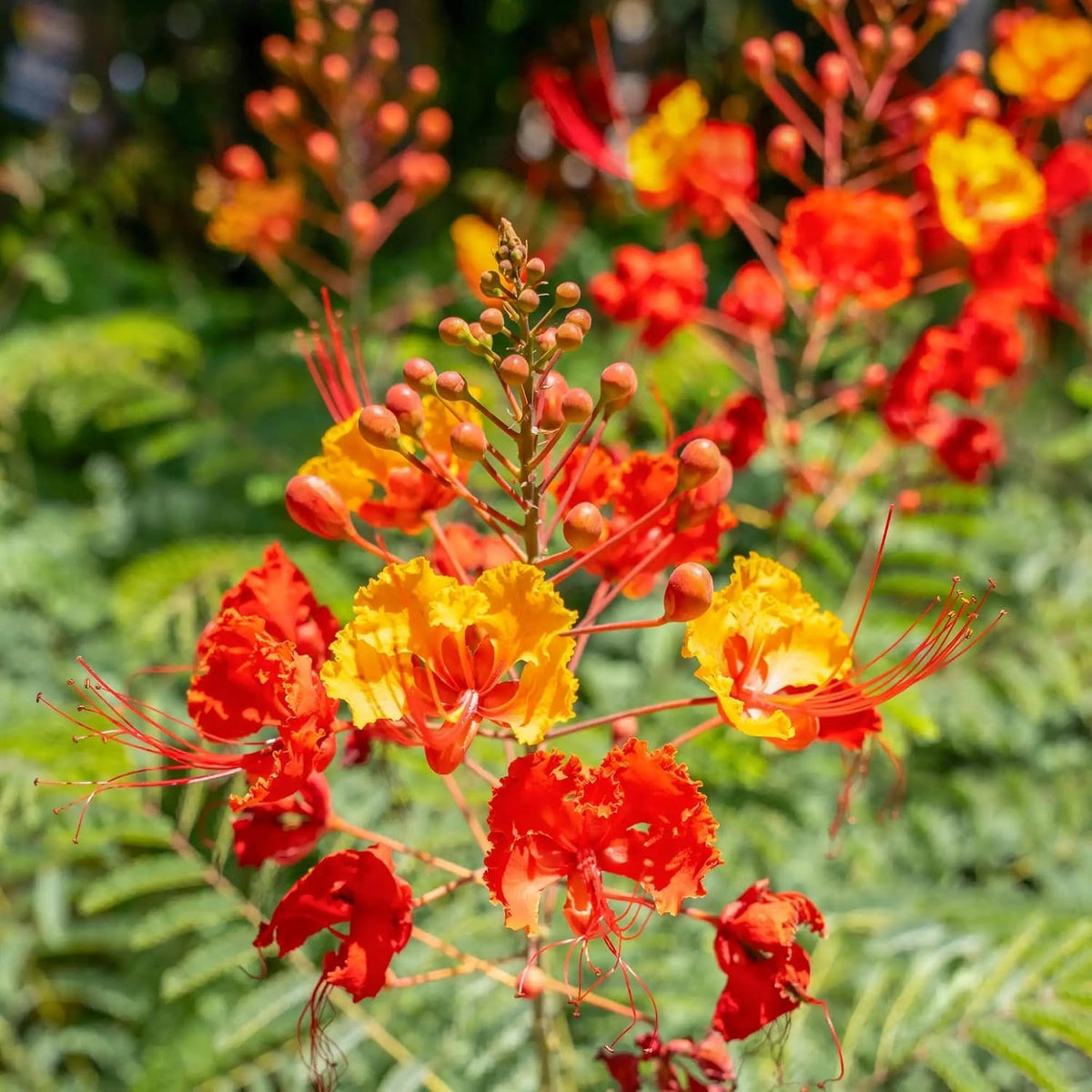 BuggyBeds Pride of Barbados blooms brighten tropical-themed yards.