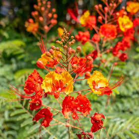 BuggyBeds Pride of Barbados blooms brighten tropical-themed yards.