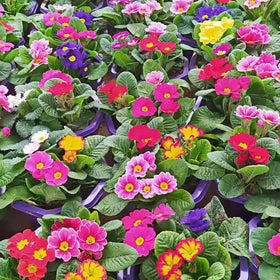 BuggyBeds Primula seeds for borders, containers, and rock gardens with color.