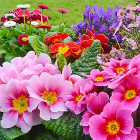 BuggyBeds Primula seeds, shade-tolerant seedlings suitable for woodland shade.