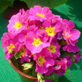BuggyBeds Primula seeds spring blooms, ideal for lively containers.