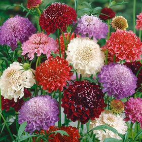 BuggyBeds profuse Scabiosa blooms attract bees and butterflies for a lively garden.