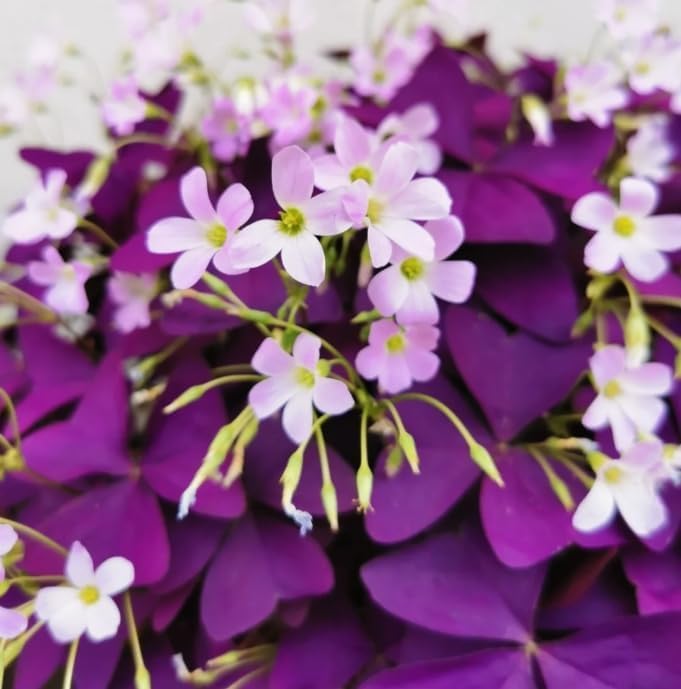 BuggyBeds Purple shamrocks seeds planted in soil bed show rich foliage.