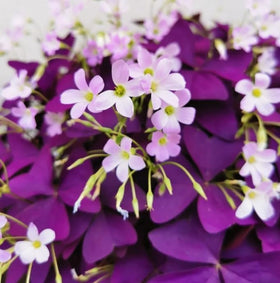 BuggyBeds Purple shamrocks seeds planted in soil bed show rich foliage.