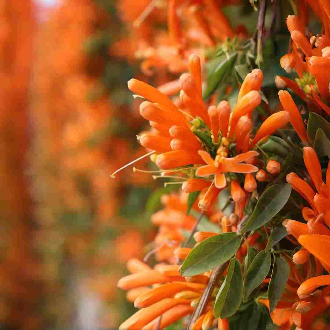 BuggyBeds Pyrostegia Venusta bloom close-up for vibrant vertical gardens.