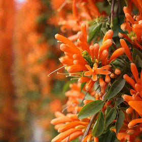 BuggyBeds Pyrostegia Venusta bloom close-up for vibrant vertical gardens.