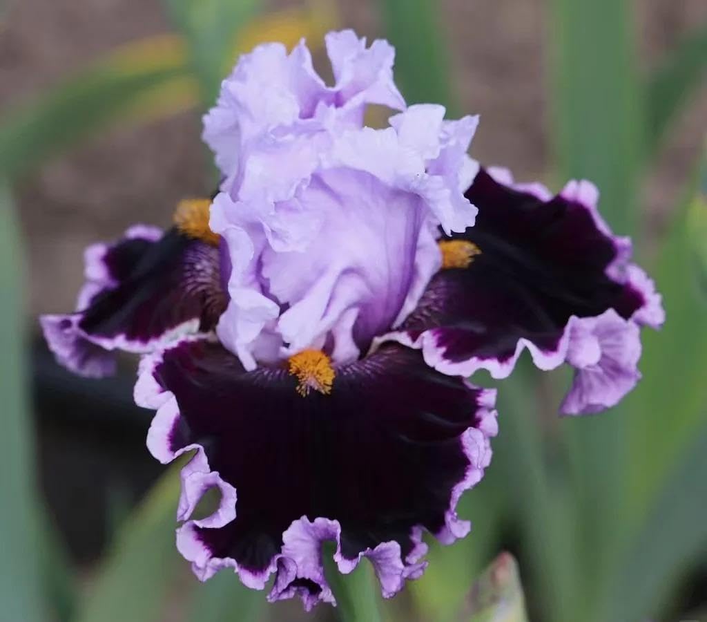 BuggyBeds rare heirloom iris varieties add distinctive charm to gardens.
