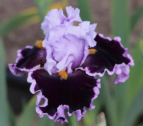 BuggyBeds rare heirloom iris varieties add distinctive charm to gardens.