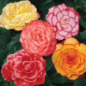 BuggyBeds rex begonia leaves and colorful blooms add texture in shade