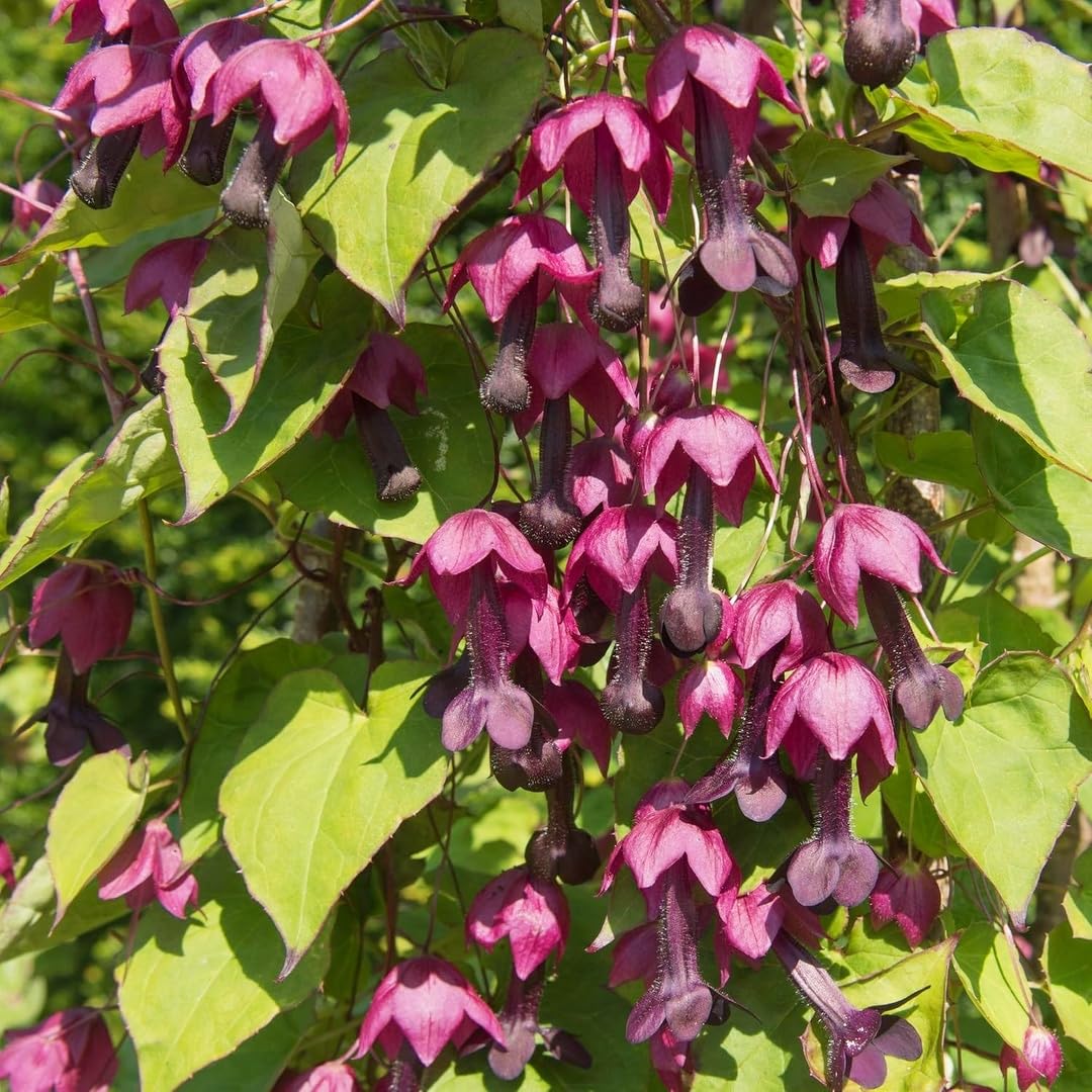 BuggyBeds Rhodociton Purple Bell Vine in bloom decorates fence or patio