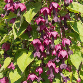 BuggyBeds Rhodociton Purple Bell Vine in bloom decorates fence or patio