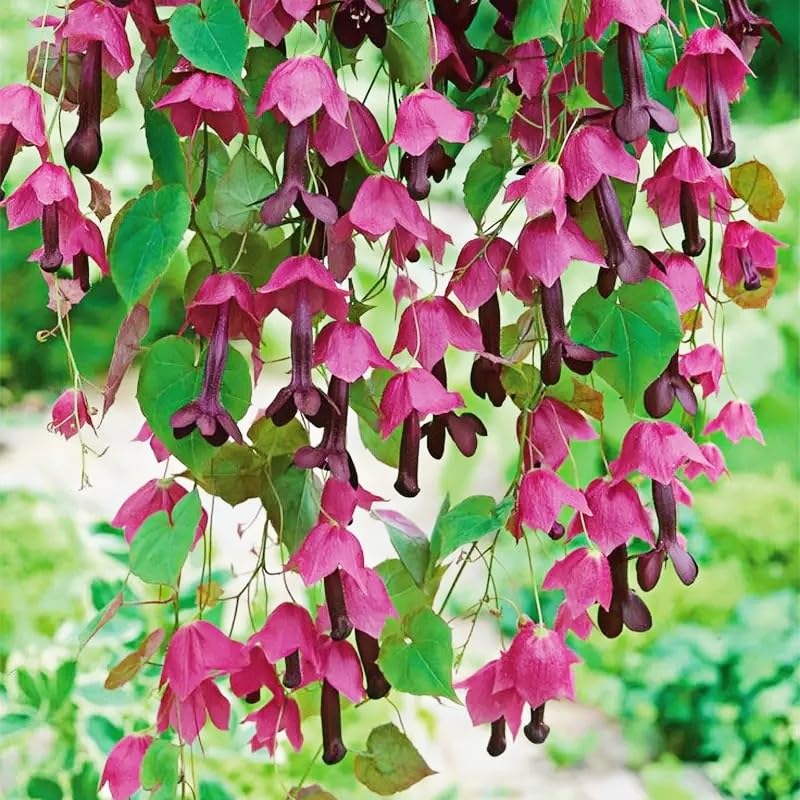 BuggyBeds Rhodociton Purple Bell Vine seedling on trellis promotes vertical garden use
