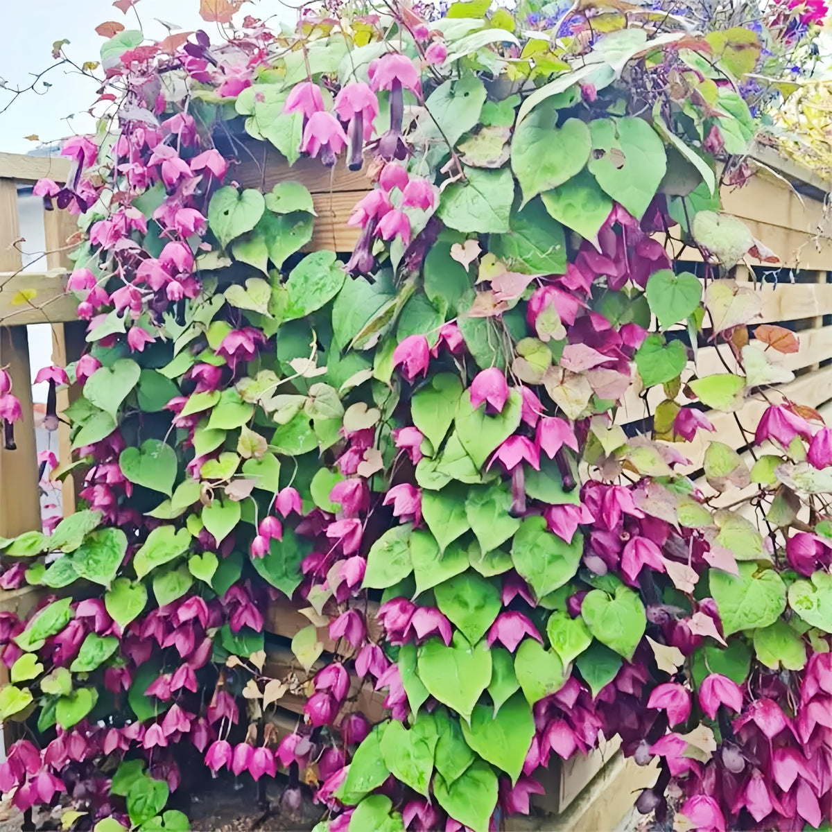 BuggyBeds Rhodociton Purple Bell Vine seeds pack front promotes easy growing