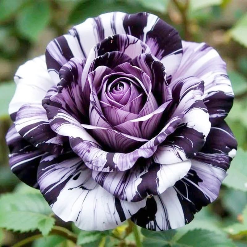 BuggyBeds Rose border and pot display with colorful blooms for year-round color.