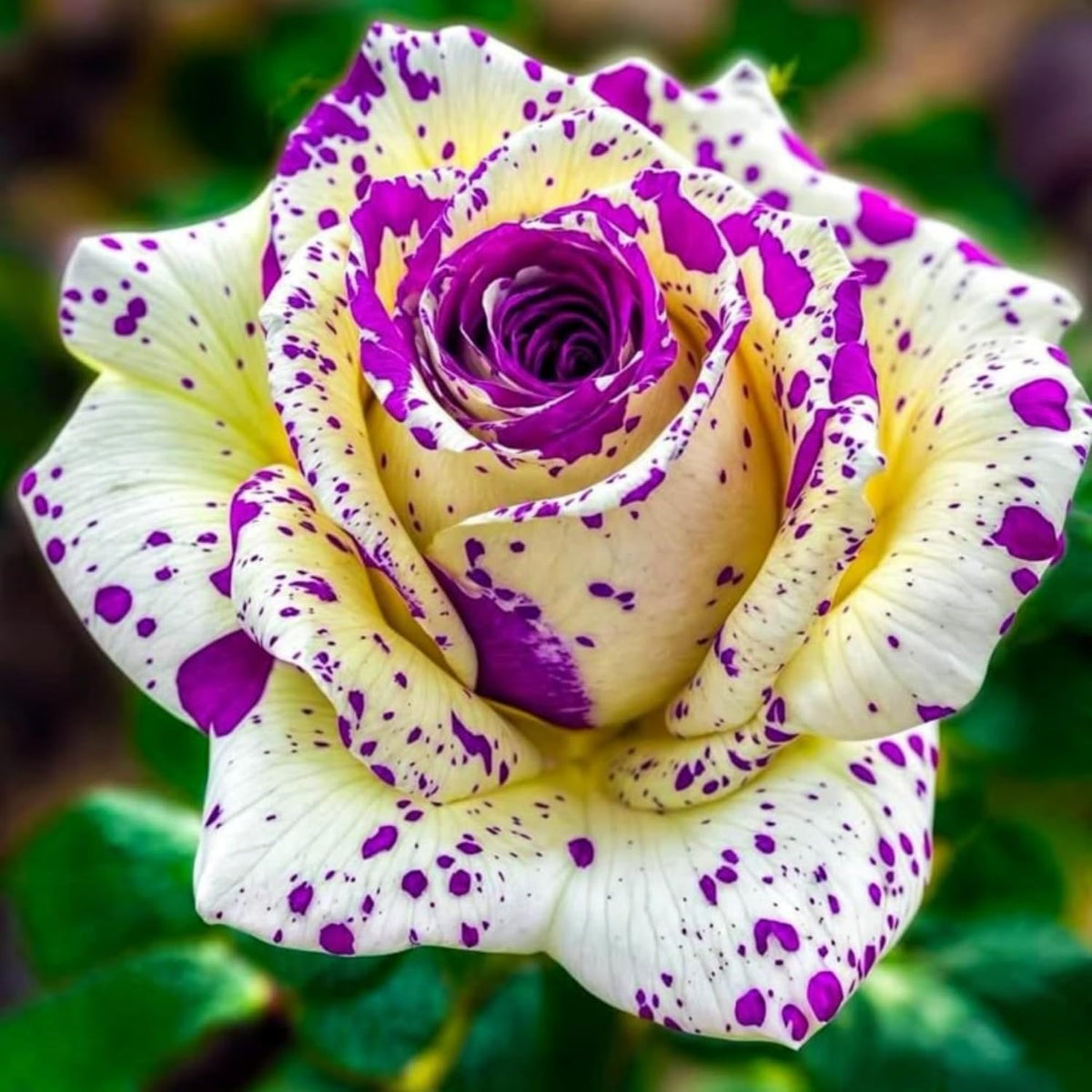 BuggyBeds Rose Mixed Color Seeds in packet showcasing vibrant hues for borders.
