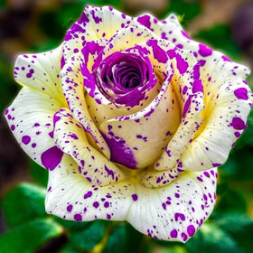 BuggyBeds Rose Mixed Color Seeds in packet showcasing vibrant hues for borders.