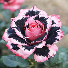 BuggyBeds Rose seeds in a pot on a balcony offer easy-care blooms.