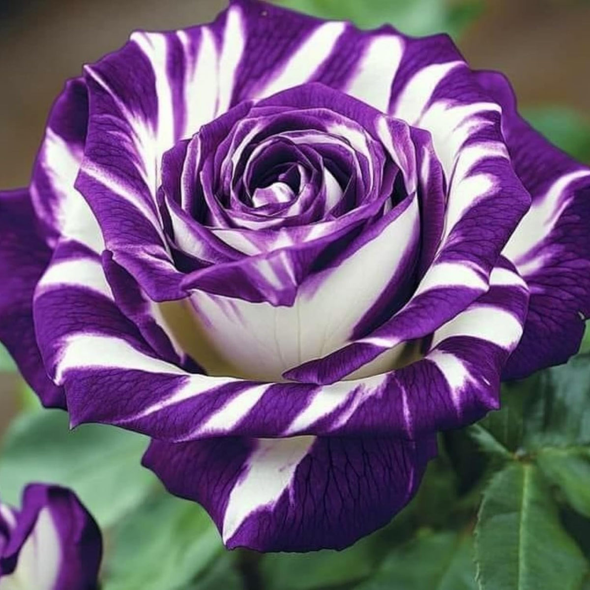 BuggyBeds rose seeds bush varieties provide hardy perennials for structured garden shrubs.