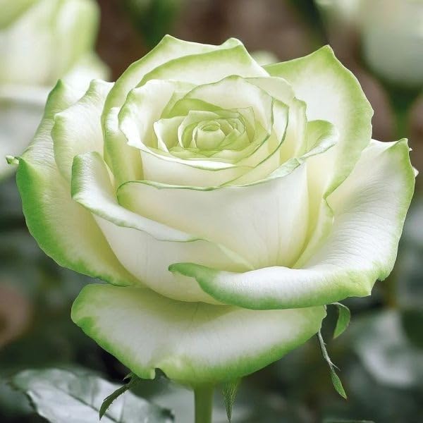 BuggyBeds rose seeds climbing varieties suit trellises and vertical garden accents.