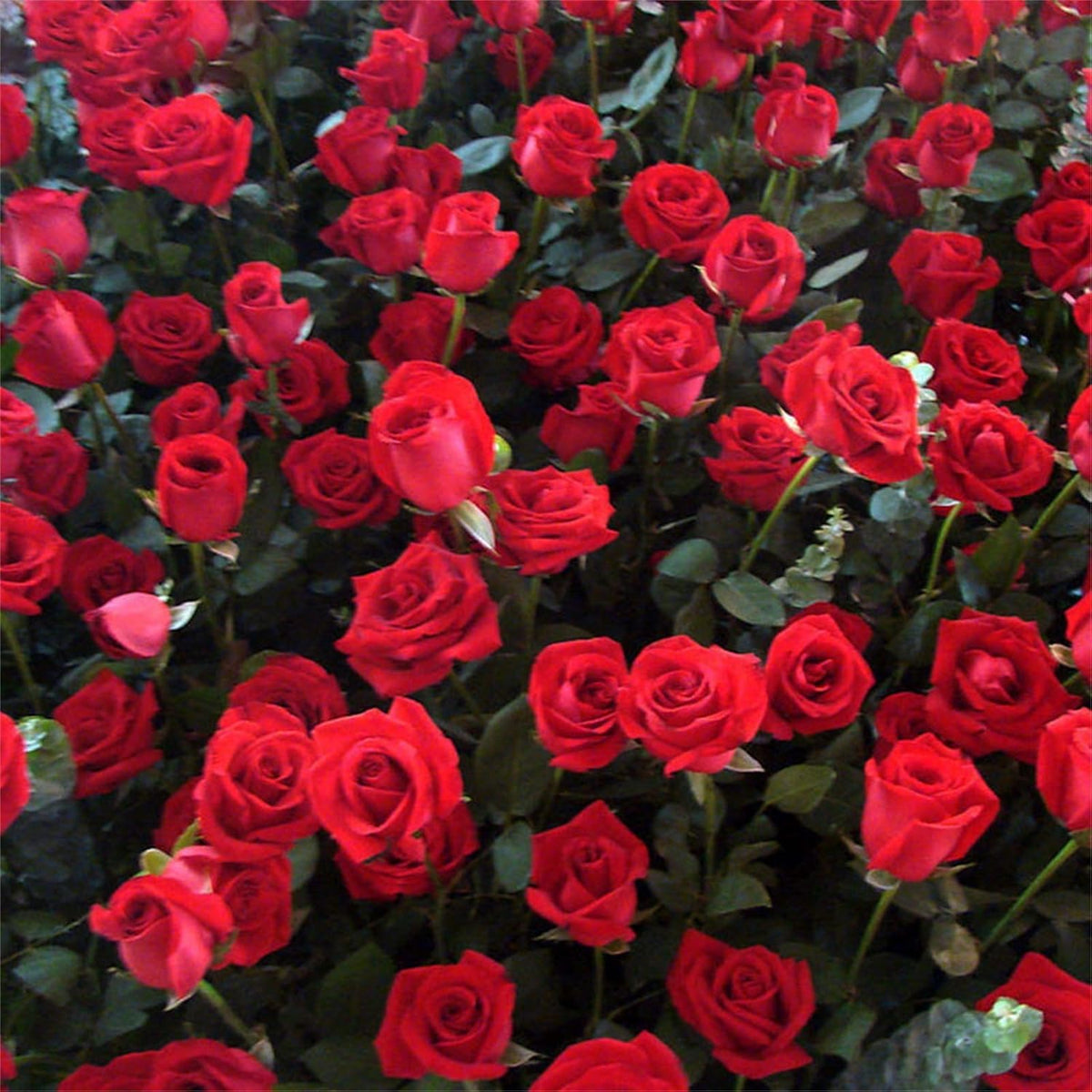 BuggyBeds non-GMO rose seeds ideal for containers and small-space displays