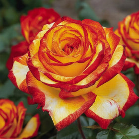 BuggyBeds rose seeds ornamental landscape use for beds, borders, and focal plantings.
