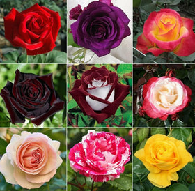 BuggyBeds rose seeds pack for easy perennial color in sunny gardens