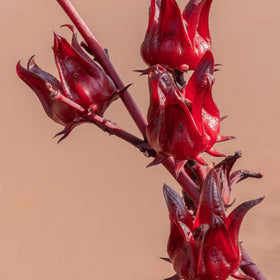 BuggyBeds Roselle cream flowers closeup for ornamental appeal and pollinator-friendly gardens.