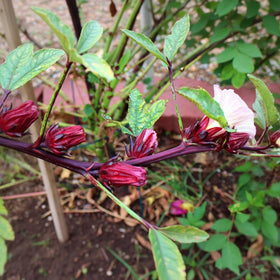 BuggyBeds Roselle open-pollinated seeds offer reliable garden results.