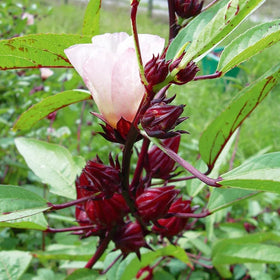 BuggyBeds Roselle plant thriving in full sun with abundant calyx harvests.
