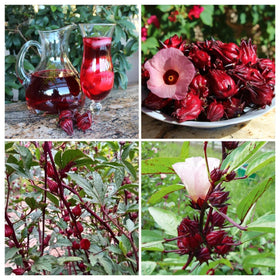 BuggyBeds Roselle seeds pack for planting in sunny gardens.