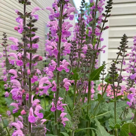 BuggyBeds Salvia Sage seeds pack for easy home garden planting and flavorable herb harvest