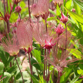 BuggyBeds Geum triflorum seed heads create smoky ornamental texture