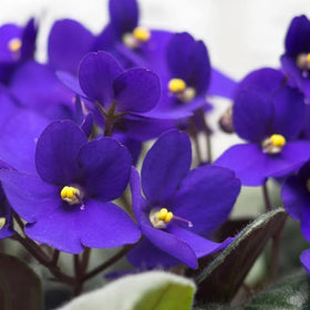 BuggyBeds African violet seeds close-up showcasing rich purple hue for vibrant containers