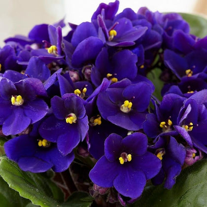 BuggyBeds African violet seeds pack ready for planting to boost indoor blooms