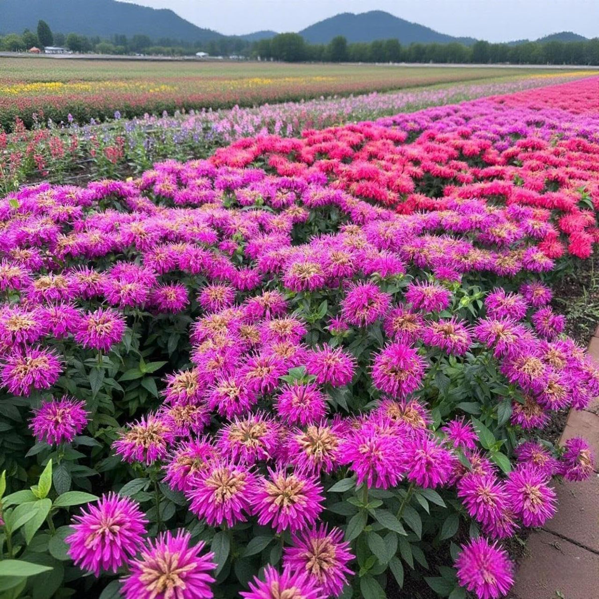 BuggyBeds Seeds for patio containers add color and scent