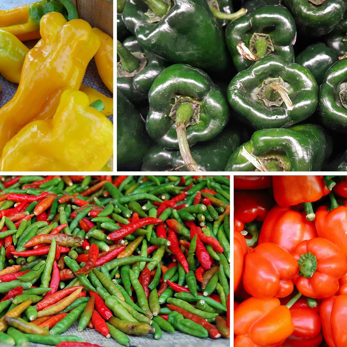 BuggyBeds serrano seeds pack offers medium-heat peppers for quick salsas