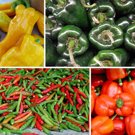 BuggyBeds serrano seeds pack offers medium-heat peppers for quick salsas