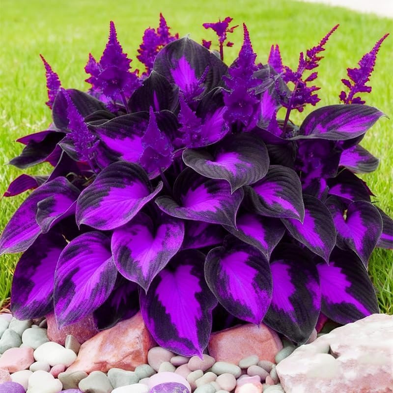BuggyBeds shade garden foliage close-up shows dramatic texture and seasonal interest